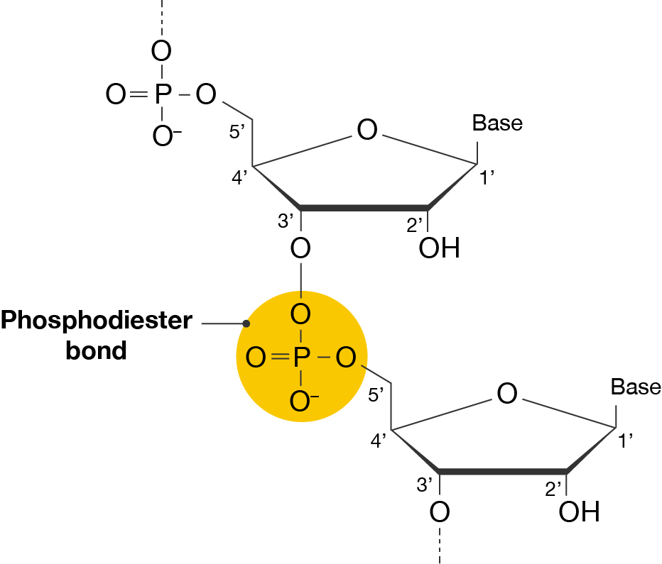 Two nucleotides joined together by a phosphodiester bond.